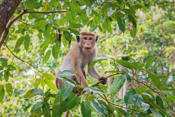 Toque macaque (Macaca sinica) on a tree among the foliage, Sri lanka