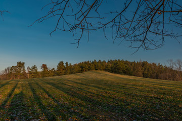 Pasture land in sunset evening with green grass in south Bohemia