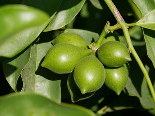 fruits climbing lang-lang