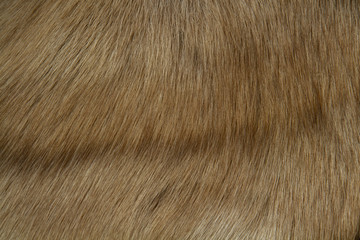 Deer fur texture