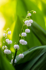 Obraz premium Spring flower lily of the valley close-up