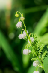Spring flower lily of the valley close-up
