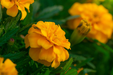Flowering marigolds close-up