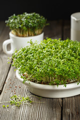 Close-up of watercress salad microgreens, green leaves and stems. Sprouting Microgreens. Seed...