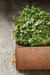 Close-up of Mustard Microgreens, green leaves and stems. Sprouting Microgreens. Seed Germination at home. Vegan and healthy eating concept. Sprouted Mustard Seeds, Micro greens.