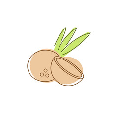 Coconut with leaves vector
