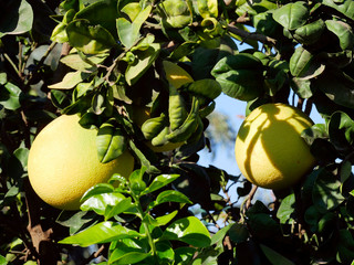 fruit tree pomelo