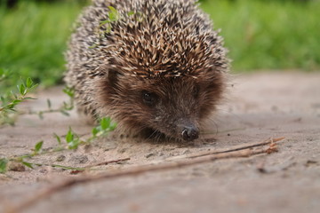 Beautiful face of a hedgehog. Young hedgehog. Portrait of a hedgehog on the background of nature. Predatory animal