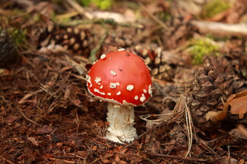 Red young poisonous fly agaric in the forest. Poisonous mushrooms grow in the forest. Collect mushrooms for food. Dangerous for health mushrooms