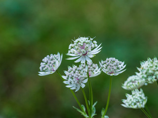 Astrantia major, also known as Great masterwort, an herbaceous perennial plant