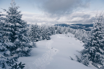 Fototapeta na wymiar Beautiful winter nature landscape, amazing mountain view. Scenic image of woodland. Frosty day on ski resort. Location Carpathian, Ukraine. Superb winter wallpapers. Explore the beauty of earth