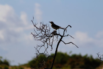 Bird on branch