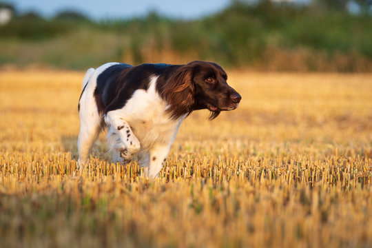 Kleiner M&uuml;nsterl&auml;nder 
