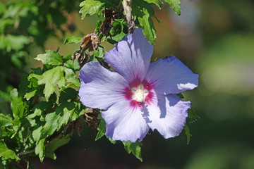 Hibiskus