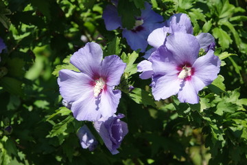 Hibiskus © Fotolyse