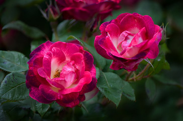 Two Pink & Purple Roses on Bush, Close-Up