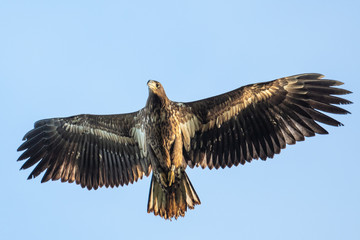 Seeadler im Flug