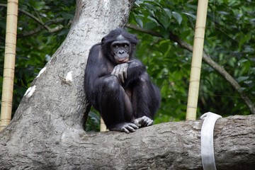 Bonobo Ape Sitting in Tree - Zoo Animals