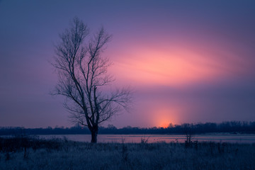 Lonely tree on the Vistula river and greenhouse lights at night near Gora Kalwaria, Poland