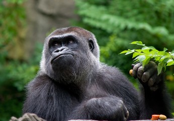 Naklejka premium Female Gorilla Eating Food, Zoo Animals