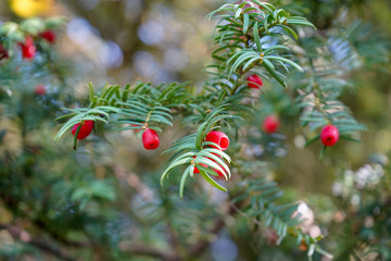 Red yew tree berry on a branch 