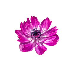 Anemone St Brigid Double Flowering The Admiral Lilac Purple Magenta Pink White Isolated On White Background. Large flower anemone