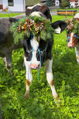 Beautifully decorated cows after the cattle drive  in Austria