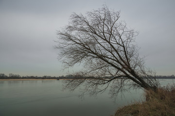 Lonely tree on the Vistula river Gora Kalwaria, Poland