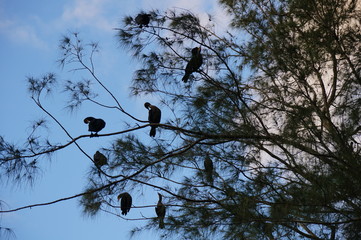 bird perched in a tree at sunset in the Florida Swamp