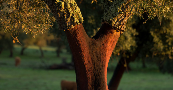Quercus suber