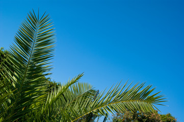 Fototapeta na wymiar Green holly leaves of a palm tree in the form of a triangular frame on a background of blue clear sky.