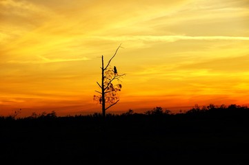 Obraz premium sunset in the swamp