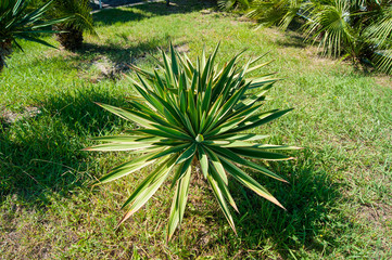 Small palm tree on a background of green lawn, top view.