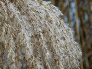 Gros plan sur plumeau d'herbe aquatique