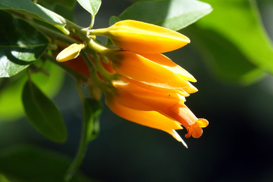 JUANULLOA MEXICANA  (DON-JUAN-PFLANZE)