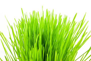 Fototapeta premium Christmas wheat, grass isolated on white background.