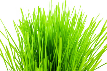 Christmas wheat, grass isolated on white background.