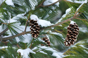 pine cone on a branch with snow on it