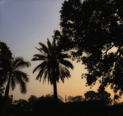 palm trees at sunset
