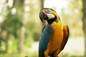 Gold Macaw