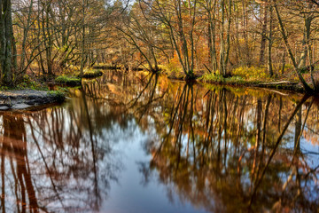 Poland, around the town of Debki, a river called Piasnica in autumn colors