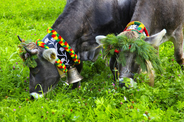 Beautifully decorated cows after the cattle drive  in Austria