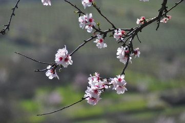 almond flowers in spring