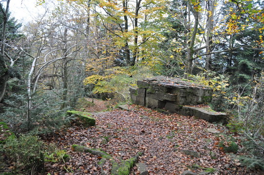 tree in forest