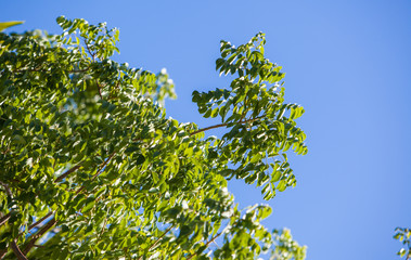 green leaves and blue sky