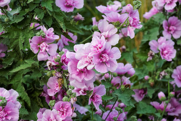 Pink flowers on a shrub