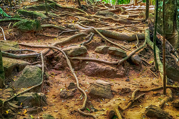 Fototapeta premium Kbal Spean Jungle Walk national park in Cambodia