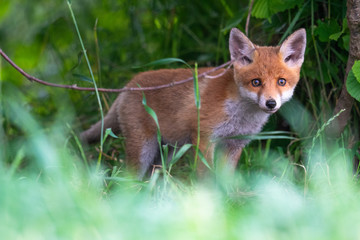 Jungfüchse vor dem Bau im Morgenlicht