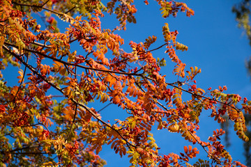 Rowan tree with orange leaves and red berries