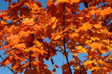 Orange maple leaves in sunny weather